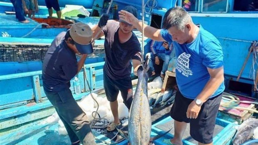 Vietnam’s tuna exports to US enjoys stable growth